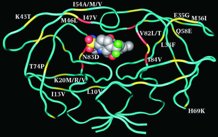 Resistenz gegen Proteaseinhibitoren Protease sensitives Virus Aktives Zentrum durch Inhibitor blockiert ("best fit") Protease resistentes Virus Resistenzmutationen (rot/gelb) verändern Konformation,