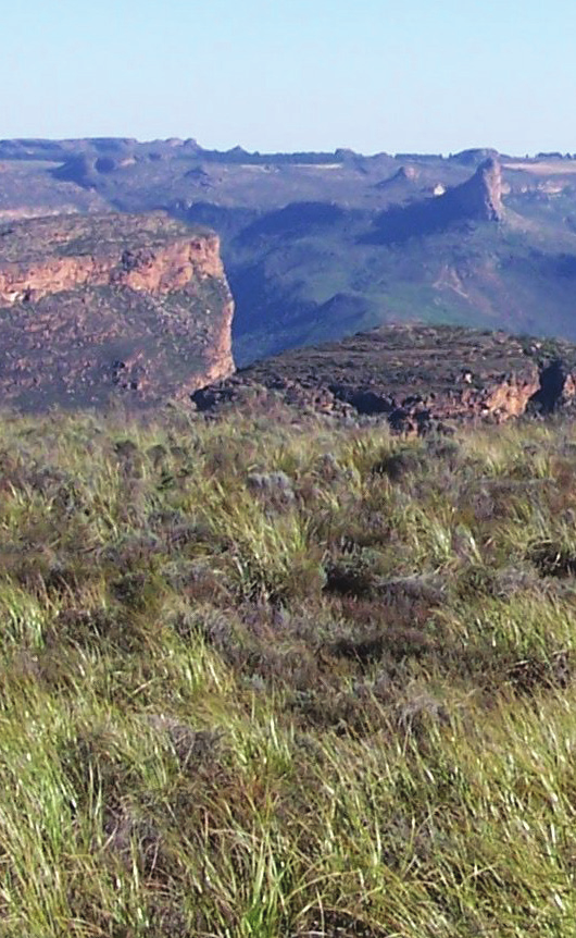 Schützenswerte Heimat Die Heiveld Kooperative plant den Kauf der 2549 Hektar großen Blomfontein-Farm, auf deren Land bereits jetzt die Tee-Verarbeitung von Heiveld statt findet.