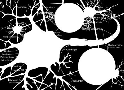 Neurons: