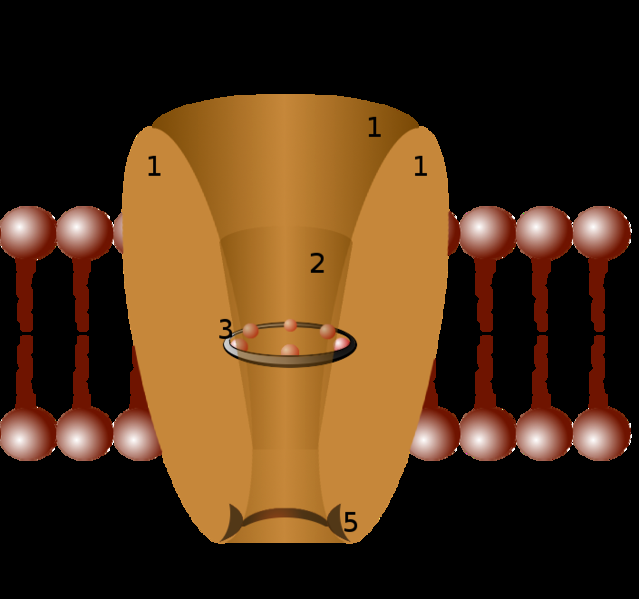 neuron Ionenkanal