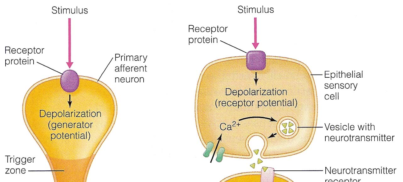 Sinnesorgane und rezeptoren (Exterorezeptoren) Mechanische Sinne