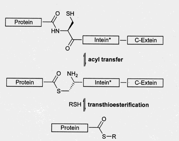 Hierzu wird das zu ligierende Peptid/Protein-Fragment an ein Intein fusioniert, welches so modifiziert wurde, dass die Spleißreaktion nicht stattfinden kann.