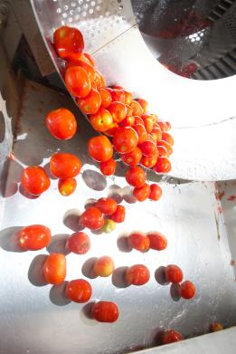 Pomodoro cubettato: gewürfelte Tomaten. (520 g, evp 2,35 /St.) Die frisch geernteten Bio-Tomaten werden sorgfältig ausgewählt und innerhalb weniger Stunden nach der Ernte verarbeitet.
