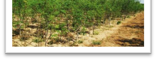 Die Produktion und der Verkauf von The Gambia Moringa -Produkten (Blattpulver, Tee, Öl und Seife) in