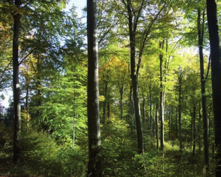 UNSERE AUFGABEN UND LEISTUNGEN Tätigkeiten für den Körperschafts- und Privatwald Auf vertraglicher Basis übernehmen wir im Körperschaftsund Privatwald die Waldbewirtschaftung und informieren über
