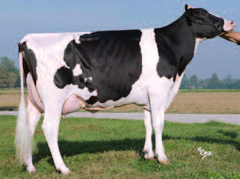 Viele neue spannende Bullen in der Liste Insgesamt 22 neue Bullen wurden in den neuen Bullenkatalog und die Verkaufsliste aufgenommen 16 schwarzbunte Holsteins und 6 rotbunte.