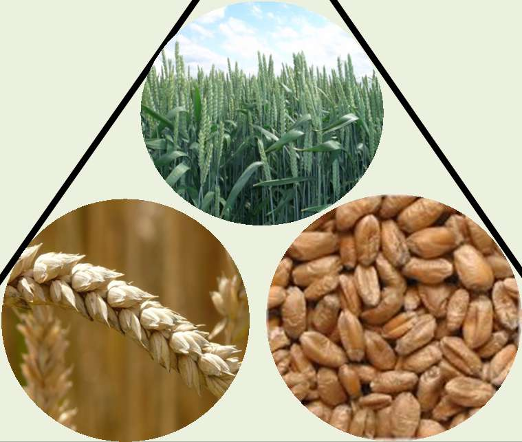 Sortentypen Getreide bildet den Ertrag aus den drei Ertragsfaktoren: Ährendichte (Ähren/m 2 ) Kornzahl