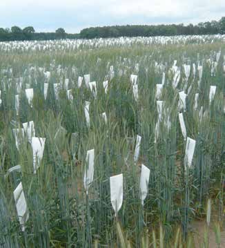 Ein mehrjähriger Vergleich der Landessortenversuche Baden-Württemberg von Dinkel mit Weizen auf den gleichen Standorten belegt eine deutlich bessere Stickstoffverwertung des Dinkels.