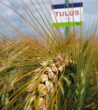 Triticale SU AGENDUS TULUS Sehr hoher Ertrag Standfestigkeit Winterhart, standfest, Top-GPS-Erträge SU AGENDUS. Ertragsstark und früh wie kein anderer!