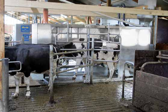 In der Hälfte der Zeit melken Der Jahresarbeitszeitbedarf für eine Kuh setzt sich aus den Zeitblöcken Melken, Füttern, Boxenpflege und Herdenmanagement zusammen.