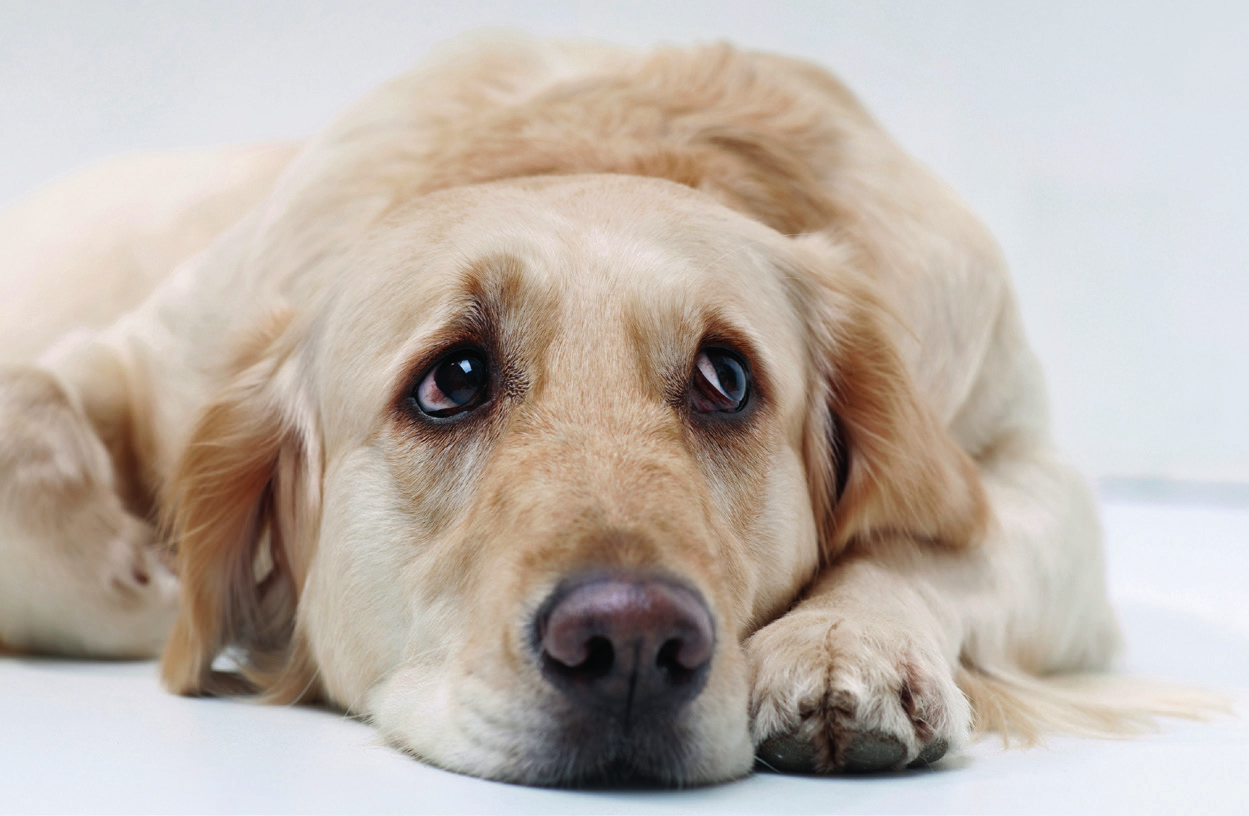 PROTECT Nieren wurde speziell für Hunde mit chronischer Niereninsuffizienz entwickelt.