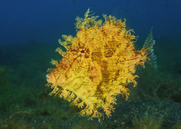 Vor der Insel Apo erlebt man bei guter Sicht Korallengärten mit Schildkröten, Zackenbarschen und Seeschlangen.