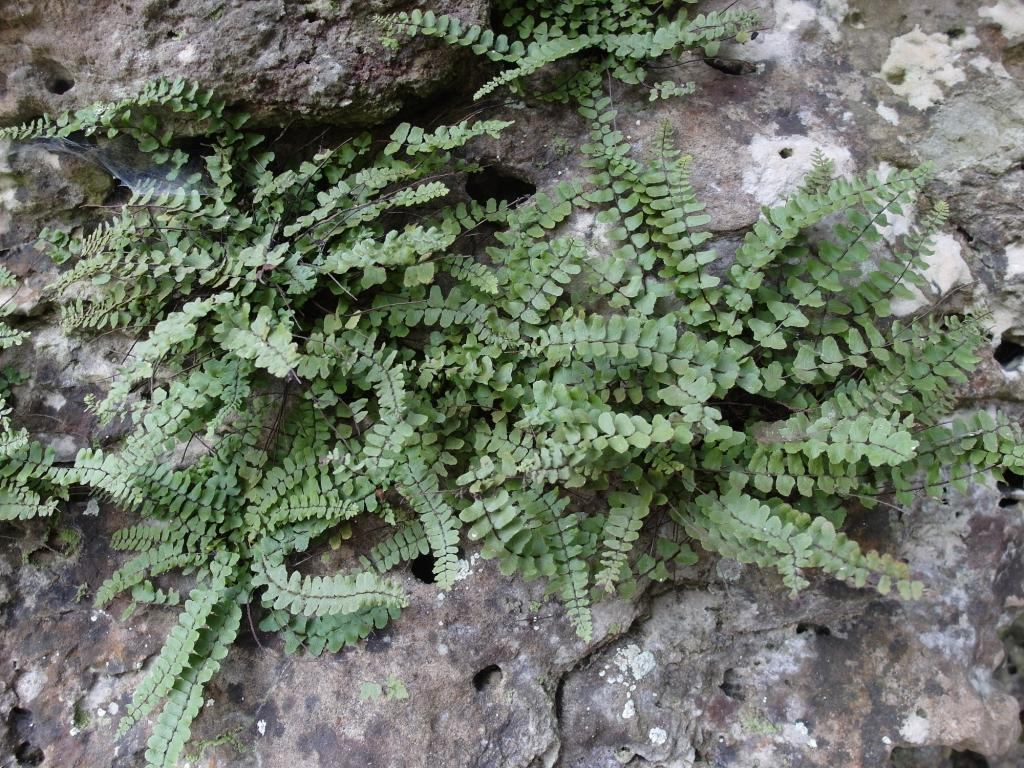 Bühberg, Gratsockel: An den Bühbergklippen wächst der in Niedersachsen extrem seltene Geöhrte Streifenfarn (Asplenium trichomanes subsp.