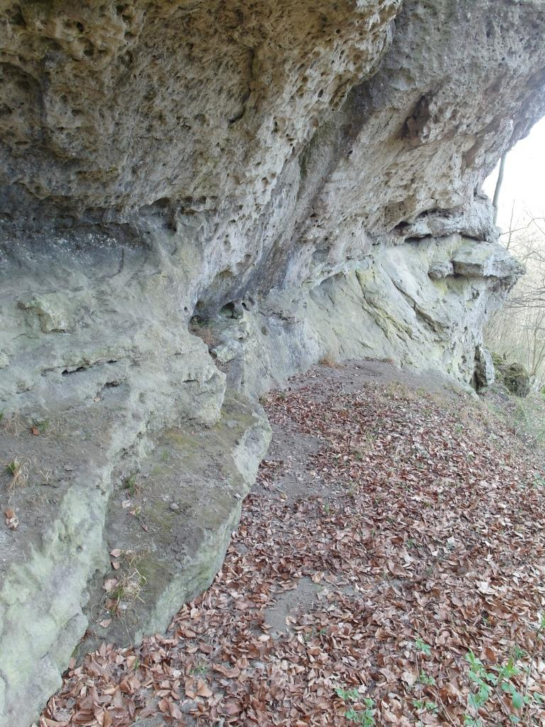 Bühbergklippen, Große Wand: Typischer Standort des Laubmooses Conardia compacta (Rote Liste 3), das Rasen auf Felsabsätzen mit