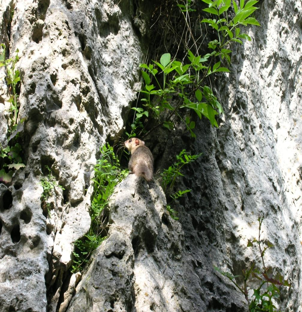 Römersteine, Übungsfels: Felsen sind wichtige Lebensräume für viele Tierarten. Für ihren Erhalt sind ggf.