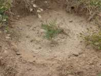 Grevillea robusta bei Debre Damo Ada: Aufforstung Hora-Hügel