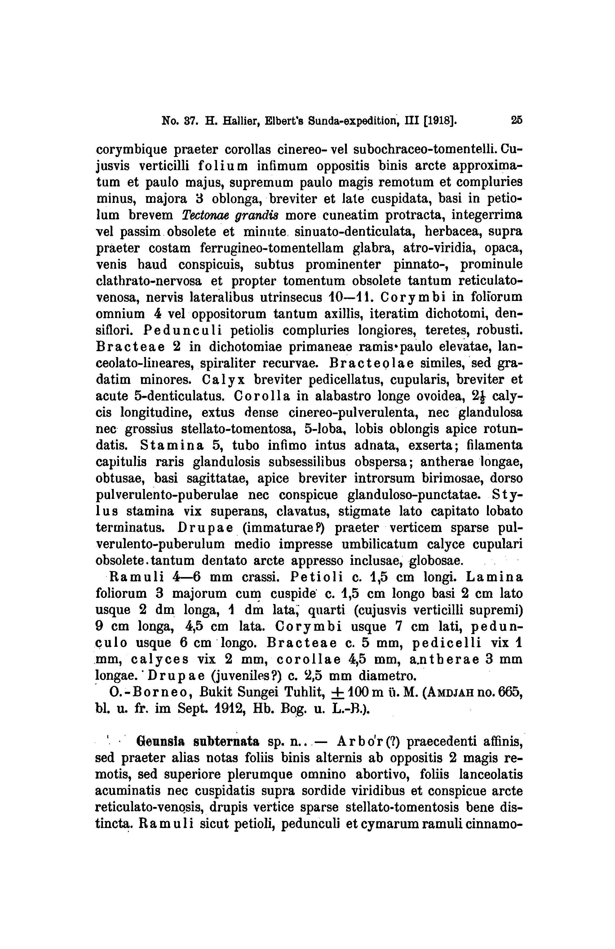 A No. 37. H. Hallier, Elbert's Sunda-expedition, 111 [l9lb]. 25 corymbique praeter corollas cinereo- vel subochraceo-tomentelli.