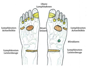 Reflexzonen Fußreflexzonen: Lymphzonen und die Zonen des