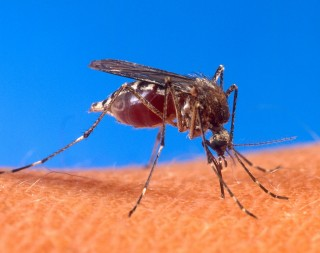 Die Ausbreitung der Überträgermücken Aedes aegypti beim Stich auf der menschlichen Haut. IDAMS Die meisten Dengue-Infektionen verlaufen relativ glimpflich.