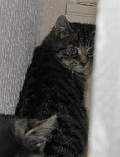 27 von 27 26.01.2012 14:33 Marleine, eine liebe junge Katze von einem Hof, hatte Katzenschnupfen und einen schlechten Allgemeinzustand, als wir sie das erste Mal gesehen haben.