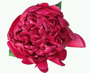 Der Name Pfingstrose ist irreführend, China und steht dort für Schönheit und Reichtum. Gerne wird sie als Hausmittel bei Gichtschmerzen verwendet. denn diese Blumen sind gar keine Rosen.