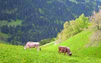Die relative Bedeutung der Extensivierungsprämie für Milchkühe dominiert durch den hohen Anteil des Berggebietes in Vorarlberg mit 1,71 Millionen Euro im Jahr 2004 auch absolut innerhalb der