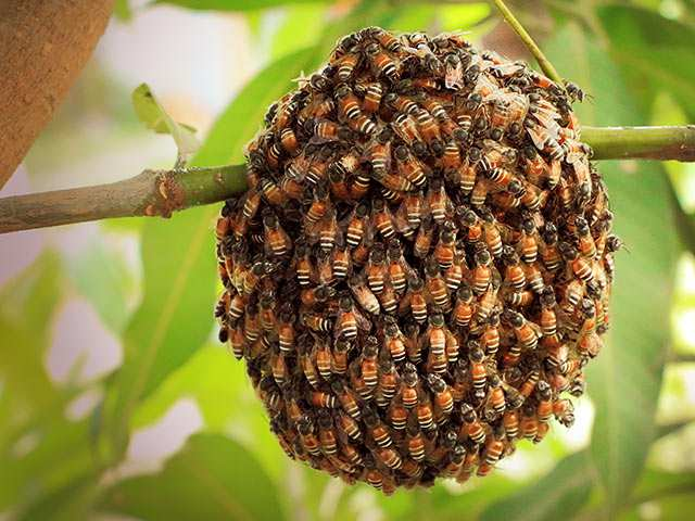 Nahrung Die Nahrung der Honigbienen sind Nektar und Pollen Fortpflanzung/Lebensdauer Die Königin der Honigbienen legt am