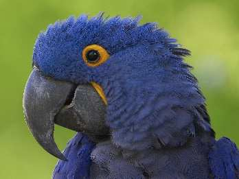 Papagei: Blauara