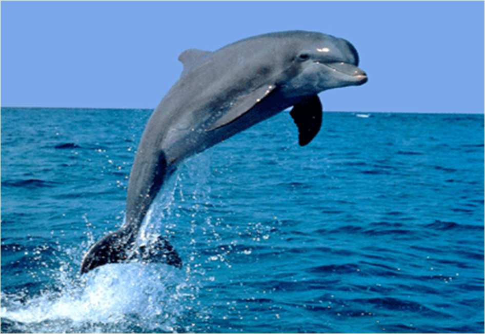 Der Delfin Klasse: Säugetiere Ordnung: Wale Familie: Delfinartig Körpermasse: Sie können bis 7m lang werden. Gewicht: Sie können bis zu 1,55 Tonnen schwer werden.