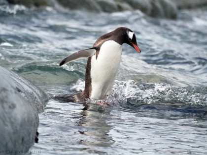 ESELPINGUIN Tierklasse: Vögel Ordnung: Pinguine Familie: