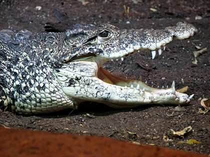 Name: Crocodylidae Feinde: Das Leistenkrokodil hat keine Tierfeinde