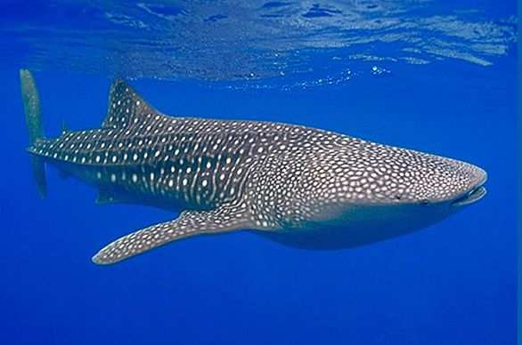 Walhai Ein Walhai kann bis zu 5 km/h schnell werden. Er kann bis zu 20 Tonen werden. Der Walhai kann 12,65 m lang werden. Die Lebensdauer des Walhais ist 70-100 Jahre.