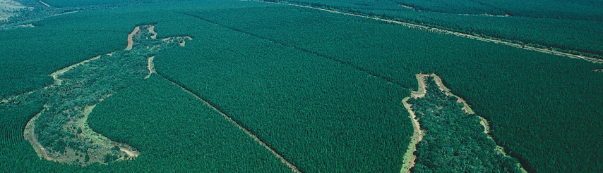 (Prata) 2 500 Kilometer vom Amazonasgebiet entfernt werden Wälder mit