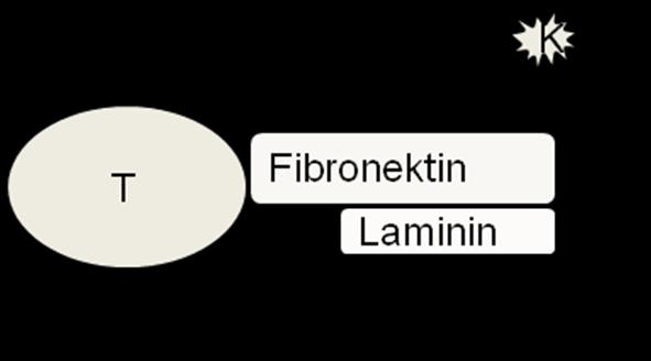 II. Literaturübersicht 10 zustande kommt, findet eine Konformationsänderung statt, und der Rezeptor GPIIb/IIIa wird auf der Thrombozytenoberfläche exprimiert (NURDEN & CAEN, 1975).