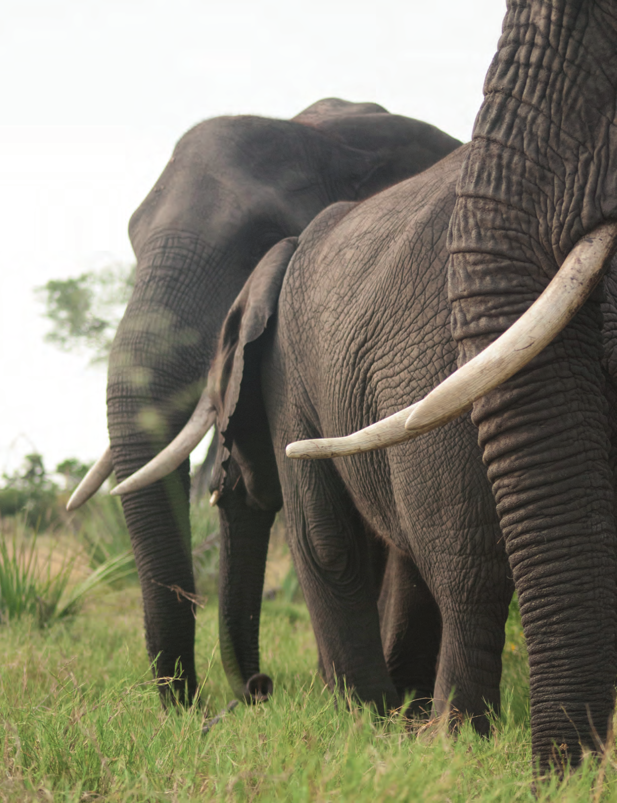 Jumbo Hotel Statt Elefanten auf Safaris nur aus der Ferne zu sehen, können Gäste der luxuriösen Safari-Lodge Abu Camp in Botswana sie hautnah erleben.