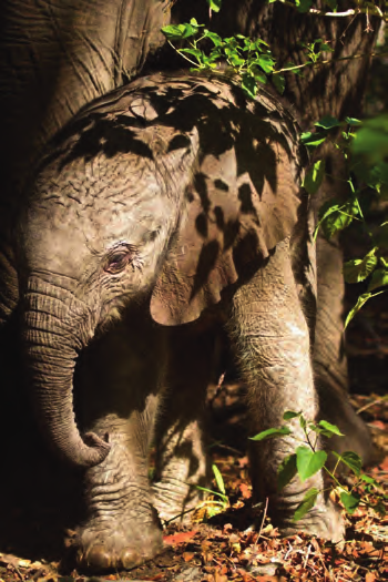 Die Gäste des Camps können Elefanten aus nächster Nähe erleben: Sie dürfen die Tiere beim Spaziergang begleiten, berühren oder ihnen beim Schlammbad zusehen Fotos: Mickey Hoyle (2), Wilderness