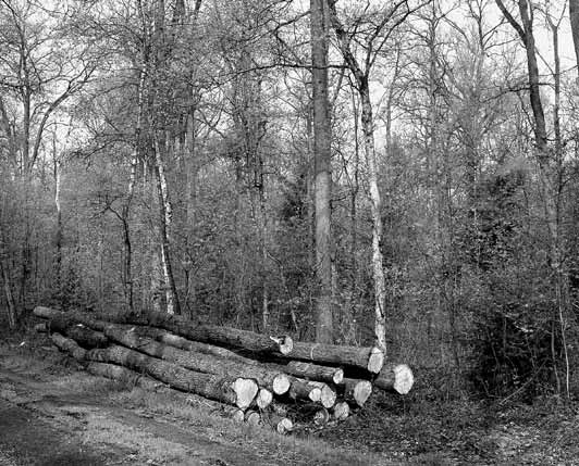 Ersatzbäume und abgestorbene Stichprobenbäume Im Jahr 24 gehörten zum Aufnahmekollektiv der systematischen Stichprobeninventur der Waldzustandserhebung 64 Aufnahmeplots mit 15 36 Stichprobenbäumen.