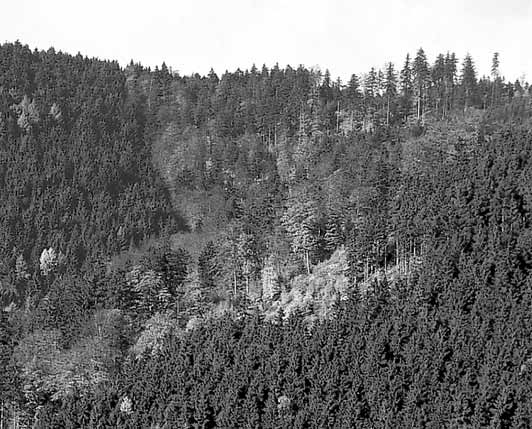 Waldzustandserhebung 24 im Überblick Im Jahr 24 hat sich der Kronenzustand der Waldbäume in Niedersachsen im Vergleich zum Vorjahr leicht verschlechtert.