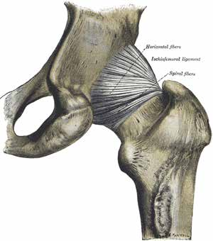 Was ist Arthrose Die Anatomie des Hüftgelenks Das Hüftgelenk ist das wichtigste Gelenk des Menschen.