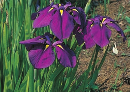 3 Iris ensata Japanische Schwertlilie Blüte: