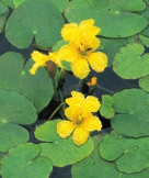 Sie treiben auf der Wasseroberfläche und nehmen sich die nötigen Nährstoffe aus dem Wasser.