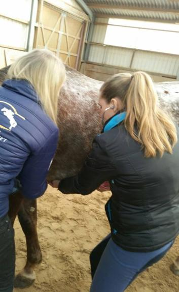 1. Hilfe fürs Pferd Bei akuten Erkrankungen ist richtiges Handeln unter Umständen lebensrettend.