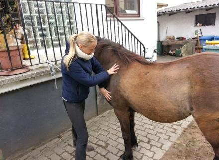 Massagetechniken für das gesunde Pferd In diesem Seminar werden die Grundlagen der Massagetechniken zum selbst nachmachen zu Hause kurz theoretisch erklärt und anschließend praktisch am Pferd geübt.