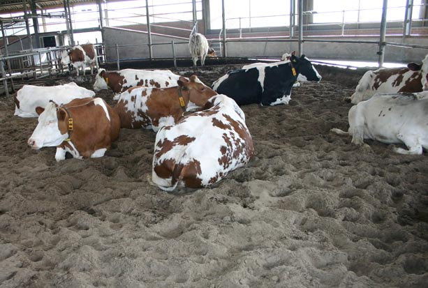 Beinprobleme + günstigeres Bauen + längere Lebensdauer der Kühe + geringere Ammoniak-Emissionen je nach Standort teure Einstreu mehr Platz pro Kuh notwendig tägliches Kultivieren zusätzliche