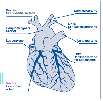 3. Das Herz wird von außen über die Koronargefäße ernährt Um seinen hohen Leistungsanforderungen gerecht zu werden, verbraucht das Herz selbst sehr viel Sauerstoff.