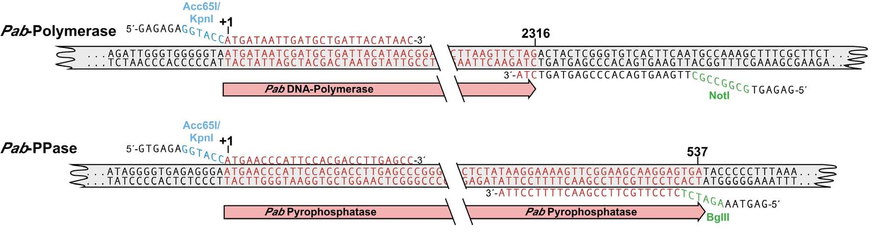 5 illustriert am Beispiel der Pab-Polymerase sowie der Pab-Pyrophosphatase die Hybridisierungs-Positionen der Primer auf der genomischen DNA. Abb.