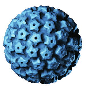 Humane Papillomaviren Humane Papillomaviren Typen Niedrig-Risiko HPV-Typen und Genitalwarzen Die HPV-Typen 6 und 11 zählen zu den Niedrig-Risiko ( low risk ) HPV-Typen.