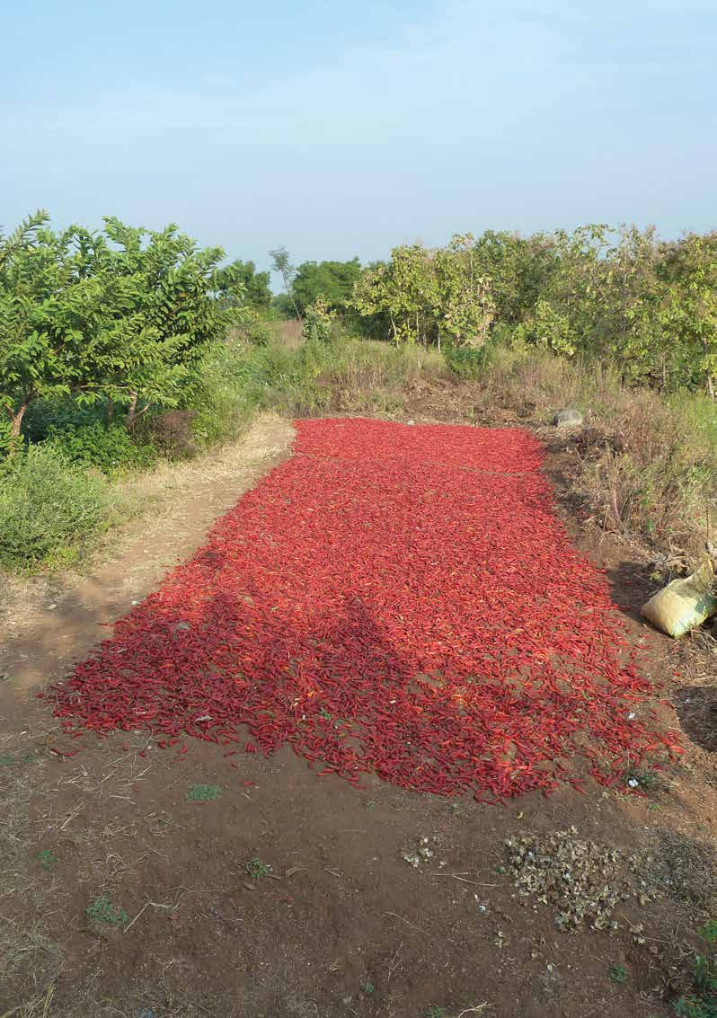 Chilischoten, welche in der Fruchtfolge angebaut wurden, werden zum Trocknen auf den Boden aufgelegt.