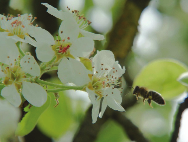 Um eine Belästigung der umliegenden Einwohner zu vermeiden, sollten sanftmütige Bienenvölker verwendet werden.
