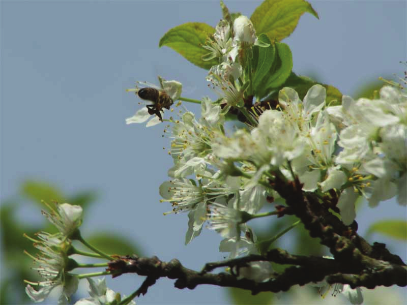 Streuobstwiesen sind als Standorte für Bienen positiv zu bewerten (Spürgin 2008).